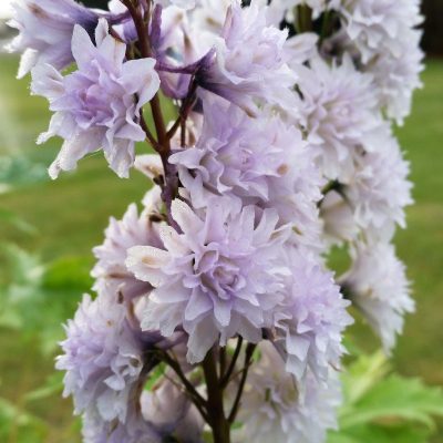Delphinium elatum 'Highlander Cha Cha'