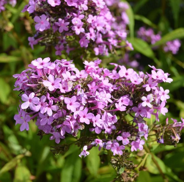 Phlox paniculata 'Jeana'