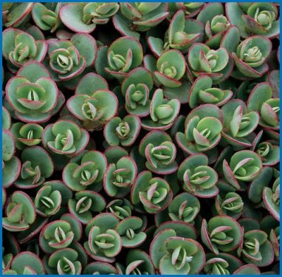Sedum spurium 'Lime Zinger'