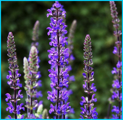 Salvia nemorosa 'Caramia'