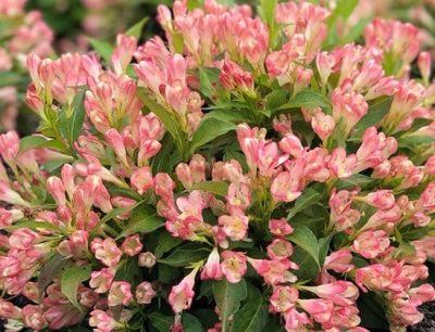 Weigela florida 'Peach Kisses'