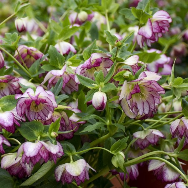 Helleborus x 'Blushing Bridesmaid'