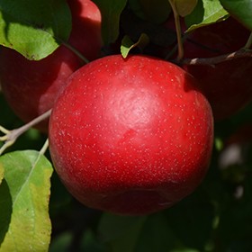 Manitoba Apple
