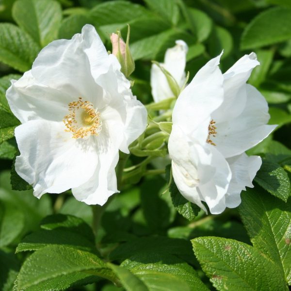 Rosa rugosa 'Alba'