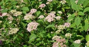 Hydrangea arborescens 'Pink Pincushion'