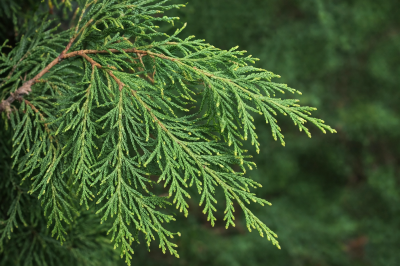 Thuya occidentalis