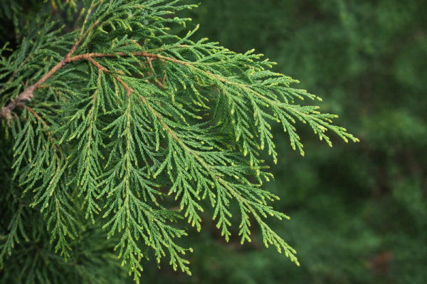 Thuya occidentalis