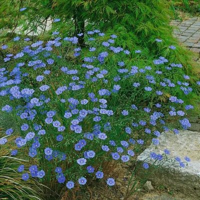 Linum perenne 'Nanum Saphir'