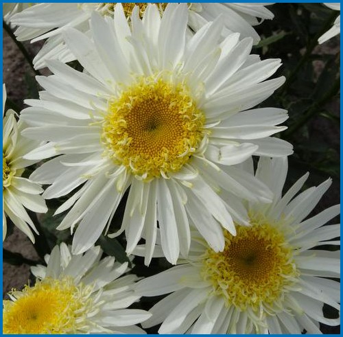 Leucanthemum superbum 'Real Glory'