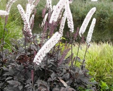 Cimicifuga japonica 'Silver Dance'