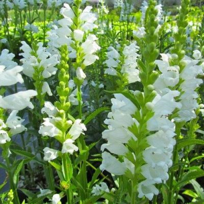 Physostegia virginiana 'Crown White'