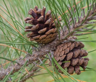 Pinus resinosa
