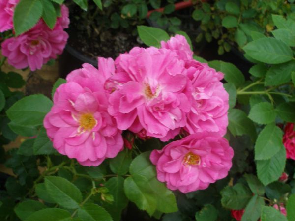 Rosier 'John Cabot'