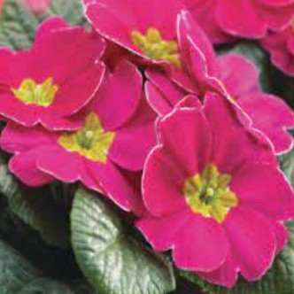 Primula vulgaris 'Bright Pink'