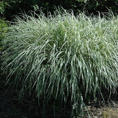 Roseau de Chine 'Rigoletto'