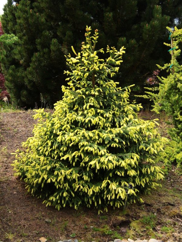 Picea abies 'Perry's Gold'