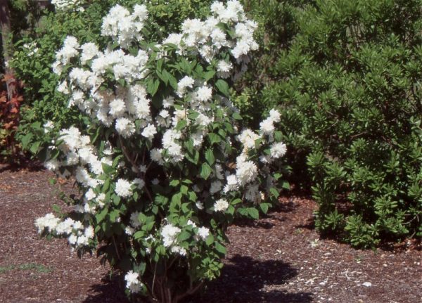 Philadelphus virginalis 'Minnesota Snowflake'