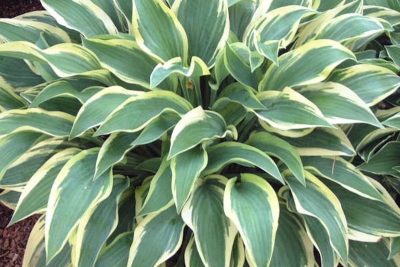 Hosta 'Wolverine'