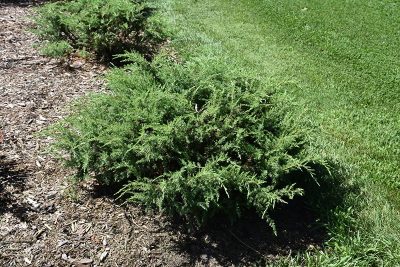 Juniperus communis 'Tortuga'