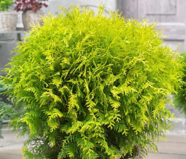 Cèdre blanc 'Golden Globe'