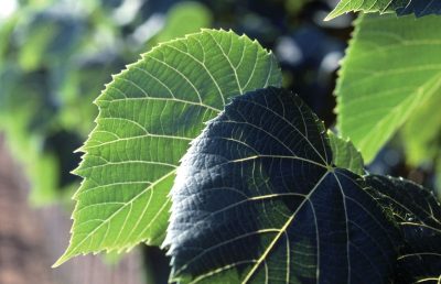 Tilia americana 'Legend' (sur tige)