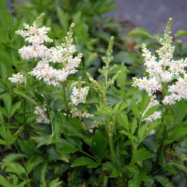 Astilbe thunbergii 'Prof. Van Der Weilen'