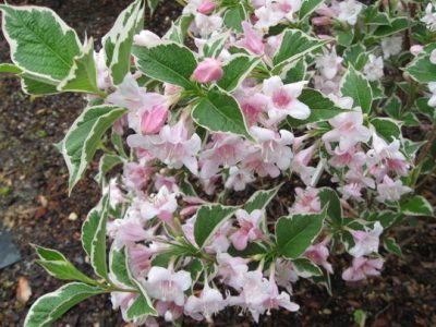 Weigela florida 'Sunny Fantasy'