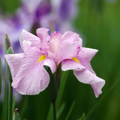 Iris ensata 'Dinner Plate Tum Tim GroB'