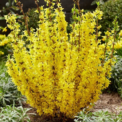 Forsythia intermedia 'Weekend'