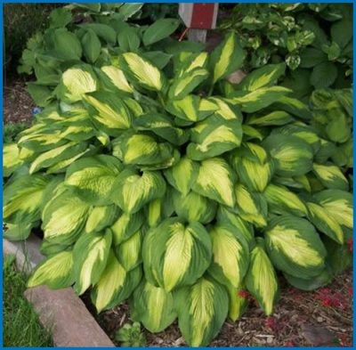 Hosta hybrid 'Captain Kirk'