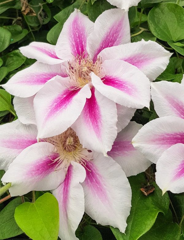 Clematis Vancouver™ Cotton Candy