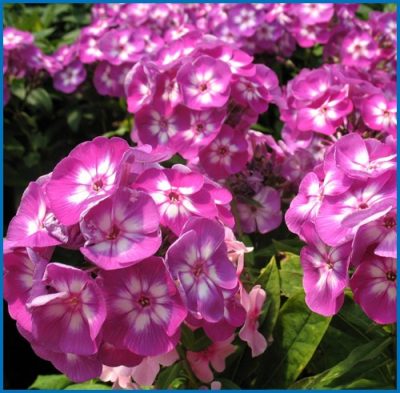Garden Phlox