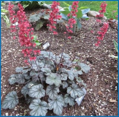 Heuchera americana 'Hollywood'