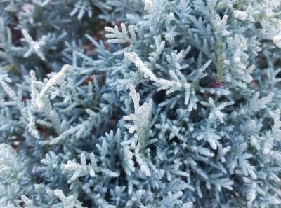 Angelica Blue Juniper
