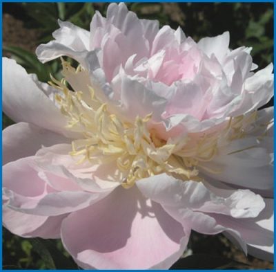 Paeonia lactiflora 'Golly'
