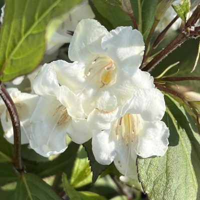 Weigela florida 'Wine & Spirits'