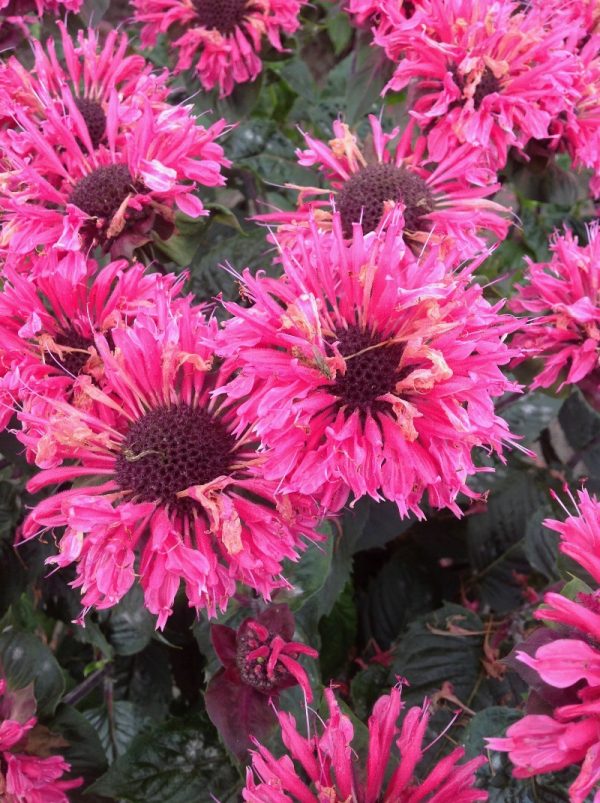 Monarda 'Bee-You Bee Merry'