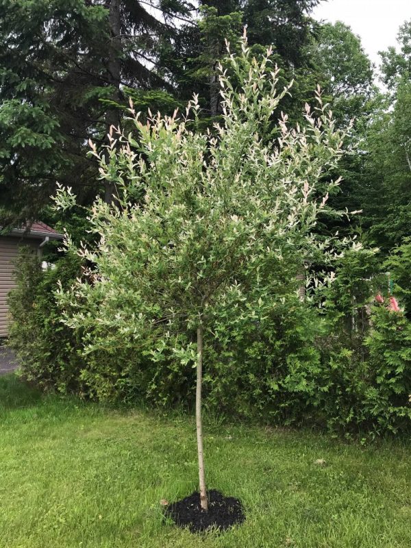 Salix integra 'Hakuro Nishiki' (sur tige)