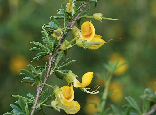 Caragana arborescens 'Pygmaea'