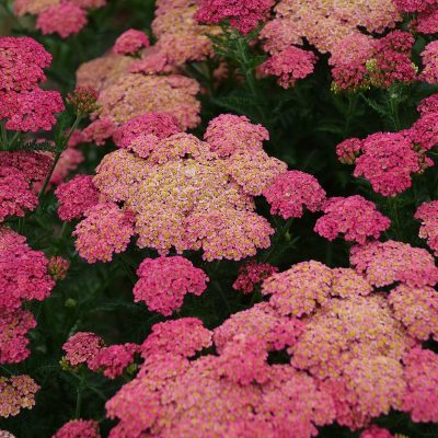 Achillea millefolium 'Sassy Summer Taffy'
