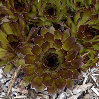 Sempervivum tectorum 'Black'