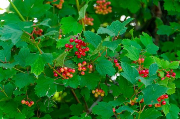 Viburnum trilobum (sur tige)