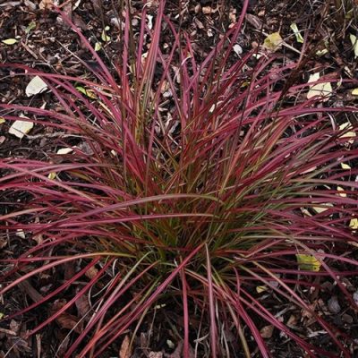 Miscanthus sinensis 'Fire Dragon'