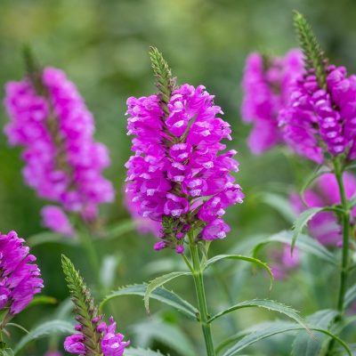 Physostegia virginiana 'Bouquet Rose'