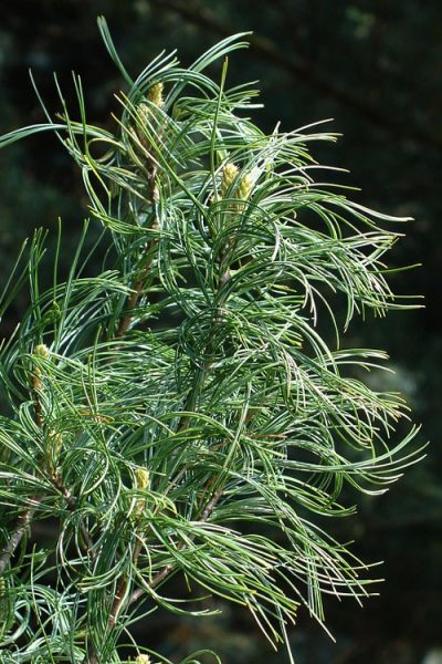 Pinus strobus 'Contorta'