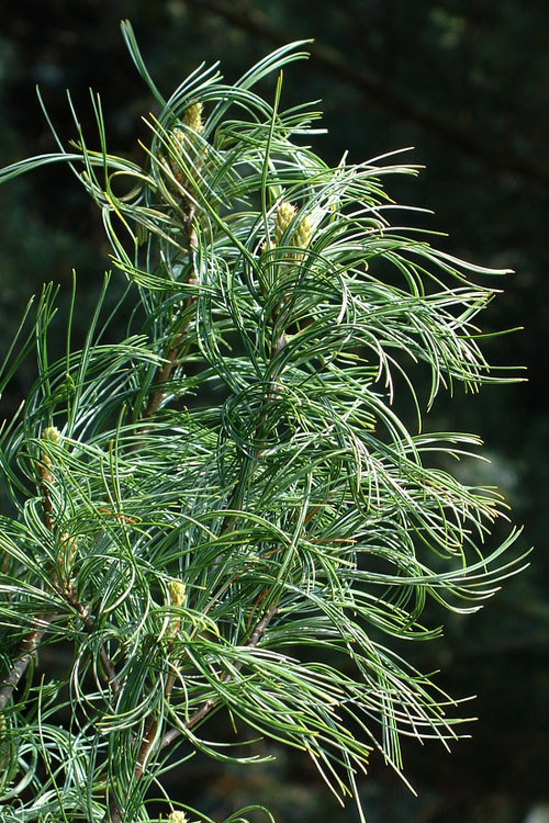 Pinus strobus 'Contorta'