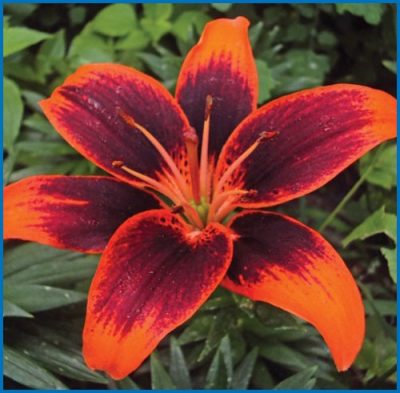 Lilium 'Forever Susan'
