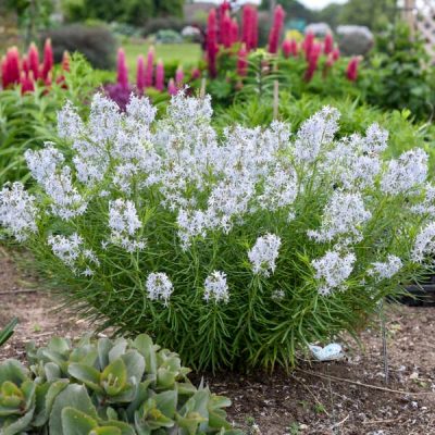 Amsonia 'String Theory' PW