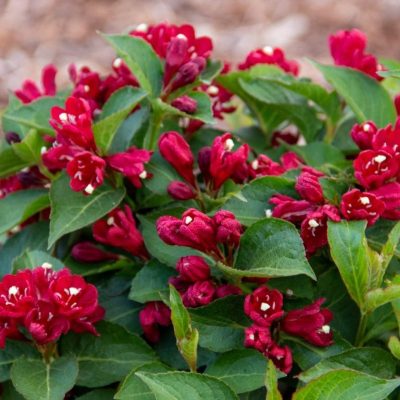 Weigela 'Maroon Swoon'