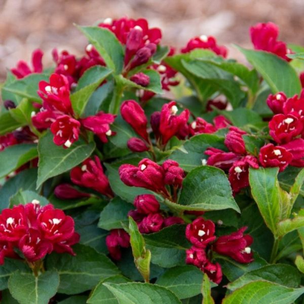 Weigela 'Maroon Swoon'